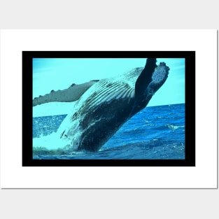 Humpback whale Posters and Art